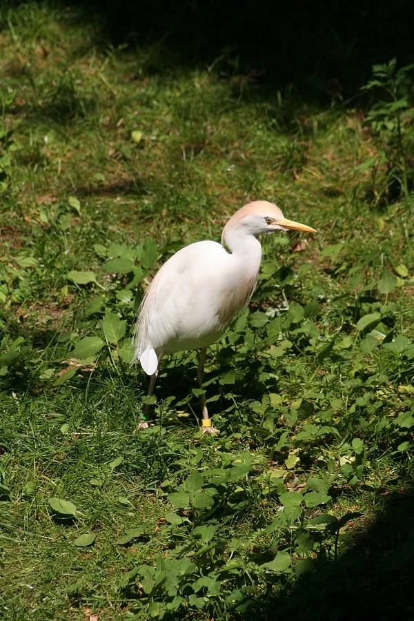 Ardolea ibis